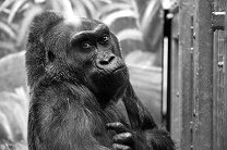 Старейшая горилла-невольница умерла в возрасте 60 лет