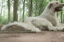 В Бельгии пес побил мировой рекорд на самый длинный хвост
