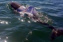 В Австралии начали поиски дельфина в майке