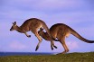 В Австралии кенгуру перепрыгнул велосипедиста