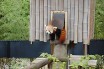 В США из зоопарка сбежала красная панда