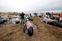 Выбросившихся на берег в Новой Зеландии дельфинов вскрыли из-за угрозы взрыва
