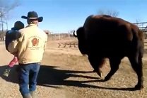 Супруги из Техаса сделали из гигантского бизона домашнее животное