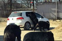 Медведи пытались залезть в автомобиль с ребенком в пекинском сафари-парке