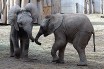Слон оказался самым бодрствующим млекопитающим