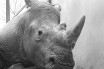 Браконьеры убили носорога в зоопарке под Парижем ради редкого рога