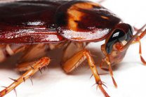 Советы Zoosite: Как избавиться от тараканов?