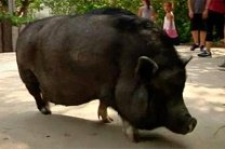 Во Флориде воспитали вислобрюхую свинью-полиглота