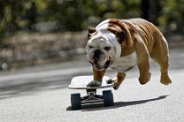 В Лондоне пес прокатился на скейтборде