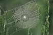Новозеландские пауки накрыли поле гигантской паутиной