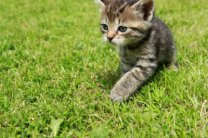 Трава для домашних кошек: польза и удовольствие на выкошенном газоне