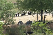Стервятники во дворе американской школы обеспокоили родителей учеников