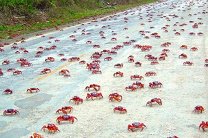 Миллионы крабов заполонили берега Кубы
