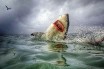 В Новой Зеландии акула укусила французскую туристку за ногу
