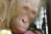 Голубоглазого седого орангутана-альбиноса вызволили из плена на Борнео