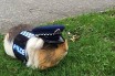 Морская свинка поможет полиции Новой Зеландии бороться с превышением скорости