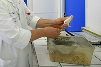 Ученые призвали отказаться от опытов на лабораторных мышах