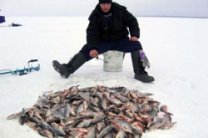 На Киевском водохранилище рыбу спасают от замора