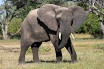 На Шри-Ланке спасли застрявшего в яме слоненка