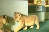 У зоопарку Луцька є підозра про смерть новонароджених левенят