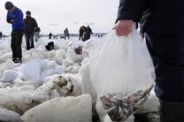 СМИ: Погибшую на Киевском море рыбу пытаются сбыть на столичных рынках
