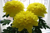 «Звезды» осеннего сада – хризантемы: подбираем семена и высаживаем