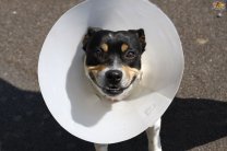 Как сделать правильный выбор послеоперационного ветеринарного воротника для собак?