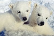 Численность животных в Арктике выросла на 16 процентов
