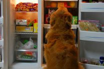 Холодильники: разнообразие современных устройств и особенности их выбора