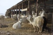 Як відкрити ферму з розведення овець або кіз? Основні моменти, важливі поради