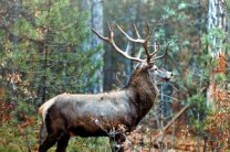 На Донеччині погоджені проекти лімітів використання мисливських тварин у сезон полювання 2010/2011 року