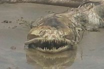 В Мексике обнаружили останки морского чудовища (фото)