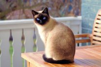 Как отучить кошек от пристрастия к прыжкам по кухонным стойкам и мебели