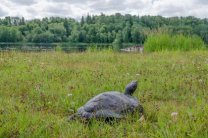 Сбежавшая черепаха вернулась к эстонцу спустя три года