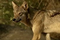 Редкого индийского волка спасли от голодной смерти