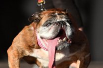 Умерла самая уродливая собака в мире 