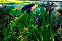 Советы начинающим аквариумнистам: выбор аквариумных рыбок, места и размера аквариума