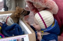 У Донецьку планують стерилізувати до 12 тисяч собак