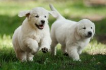 Забота о домашних питомцах: собаки ответят взаимностью