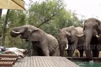Захотелось пить: в Южной Африке слоны напугали туристов 