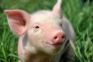 БМВД Крамар для свиней - полезные добавки по выгодным ценам