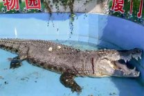 Посетители зоопарка закидали медленного крокодила камнями