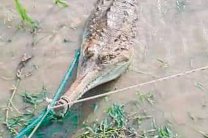 Огромного крокодила заарканили и живьем вытащили из реки