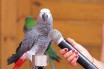 Кеша, скажи мяу! Учим попугая разговаривать