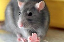 Советы владельцам домашней крысы: как избавиться от запаха