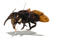 Самую большую пчелу в мире искали 38 лет и нашли