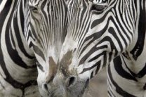 В Киевском зоопарке зебра погибла в результате несчастного случая