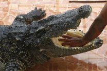 Мужчина искупался в неположенном месте и погиб в пасти крокодила
