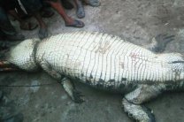 � ����� ������� ��������� ����� ������� ���������� �������