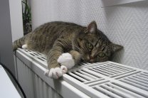 Настенные электрические конвекторы отопления - обогреваем кошку зимой
